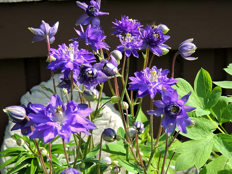 Purple Garden Of Columbine Flowers, Purple Garden, graphy, Flowers, Sunshine, Nature, HD wallpaper