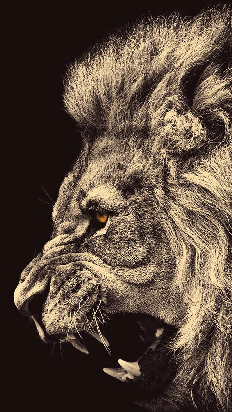 Lion, angry, face, HD phone wallpaper