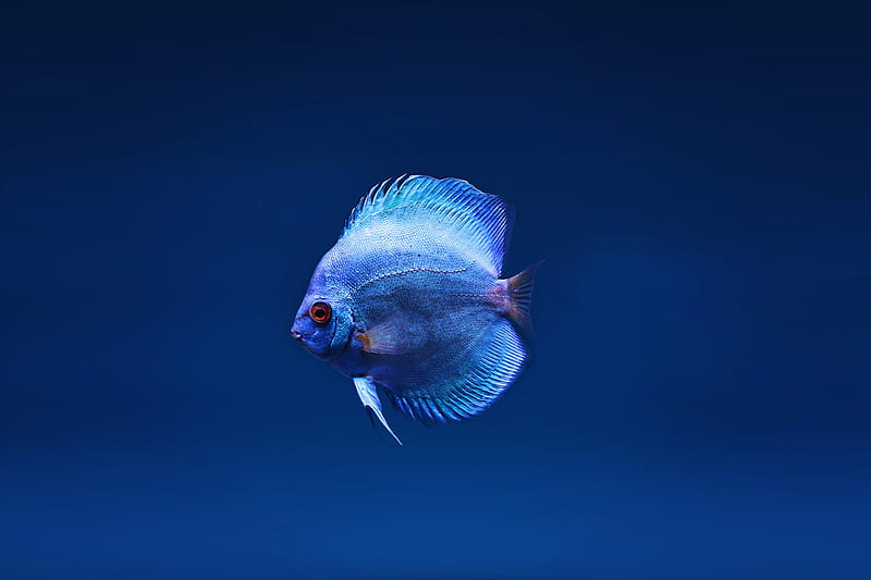 Blue Discus Fish, fish, animals, HD wallpaper