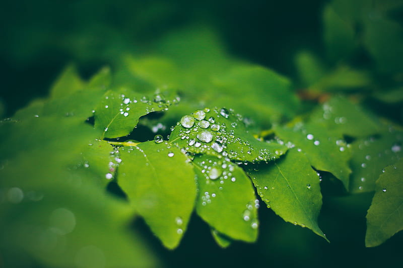 Leaves, macro, water drops, Nature, HD wallpaper | Peakpx