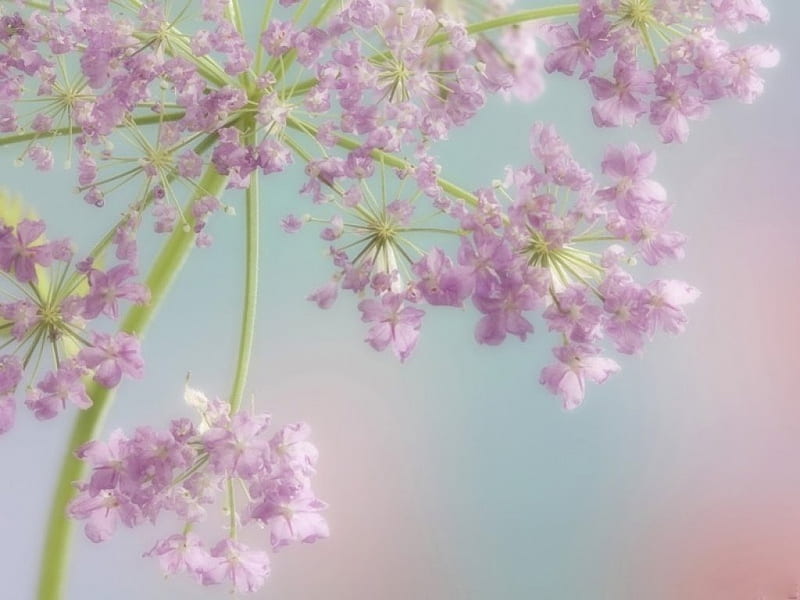COTTON SOFT, purple, flowers, blossoms, lavender, blooms, pink, mauve, HD wallpaper