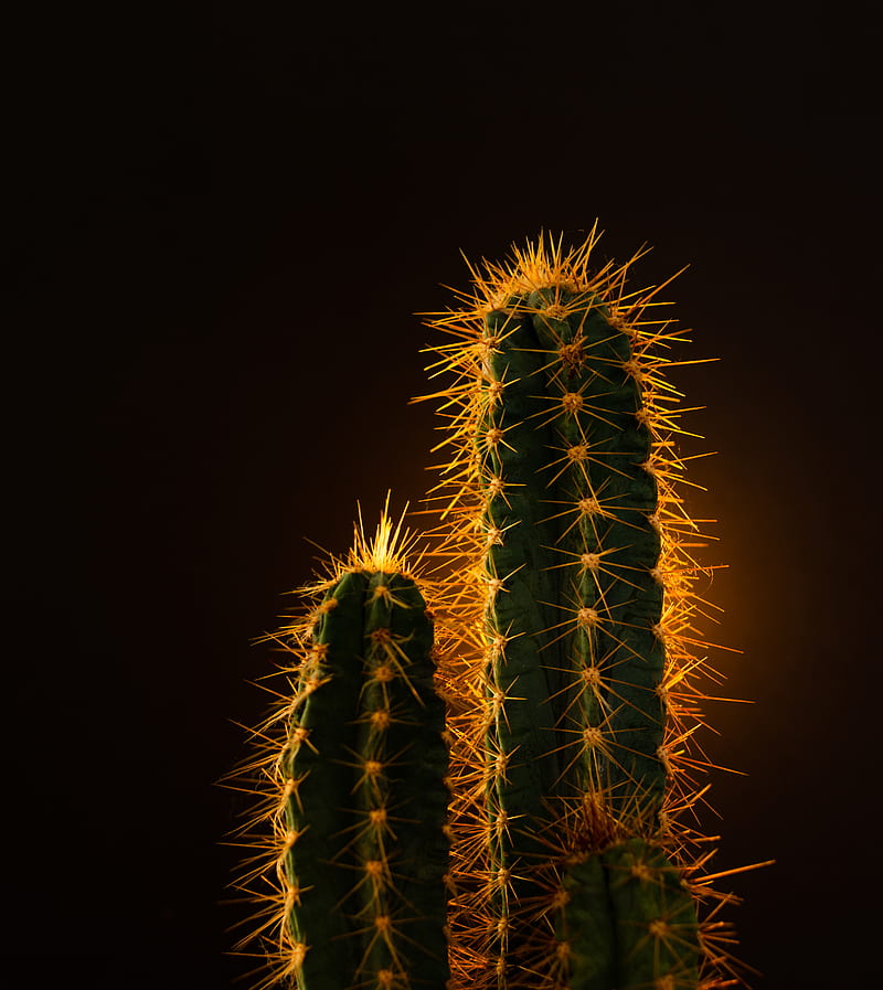 cactus, needles, plant, HD phone wallpaper