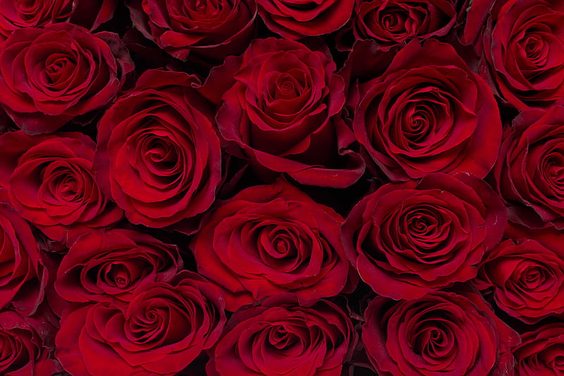 Happy valentine's day, Red, Roses, Flowers, Bouquet, HD wallpaper | Peakpx