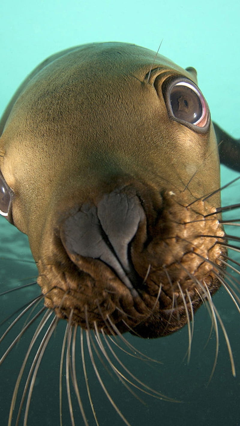 Inquisitive seal, cute, sea, animals, HD phone wallpaper | Peakpx
