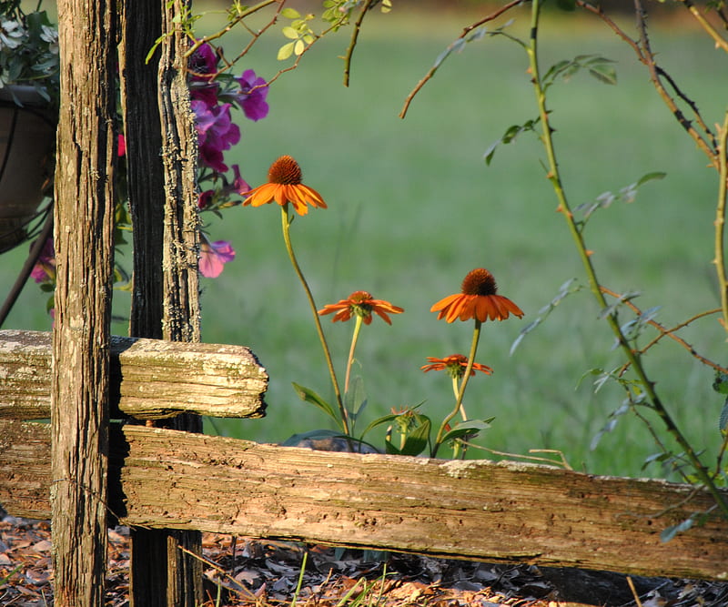 Được trang bị độ phân giải cao nhất, hình nền HD vintage vườn hoang dã, hoa và màu cam sẽ đem đến cho bạn những hình ảnh đầy sống động và tinh tế. Bạn sẽ yêu thích cảm giác chân thật khi sống lưu giữ những hình ảnh tuyệt đẹp này trên màn hình của mình.