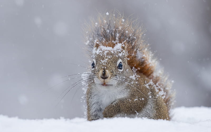 winter, squirrel, snow, wildlife, forest animals, HD wallpaper