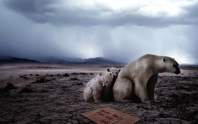 Mammalia Bear Polar-Animal selection, HD wallpaper