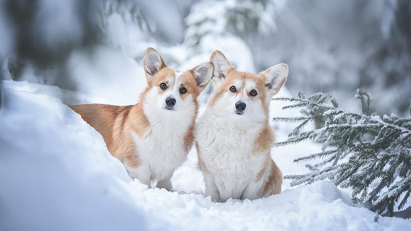 Welsh Corgi Dogs Are Standing In Snow Field Dog, HD wallpaper