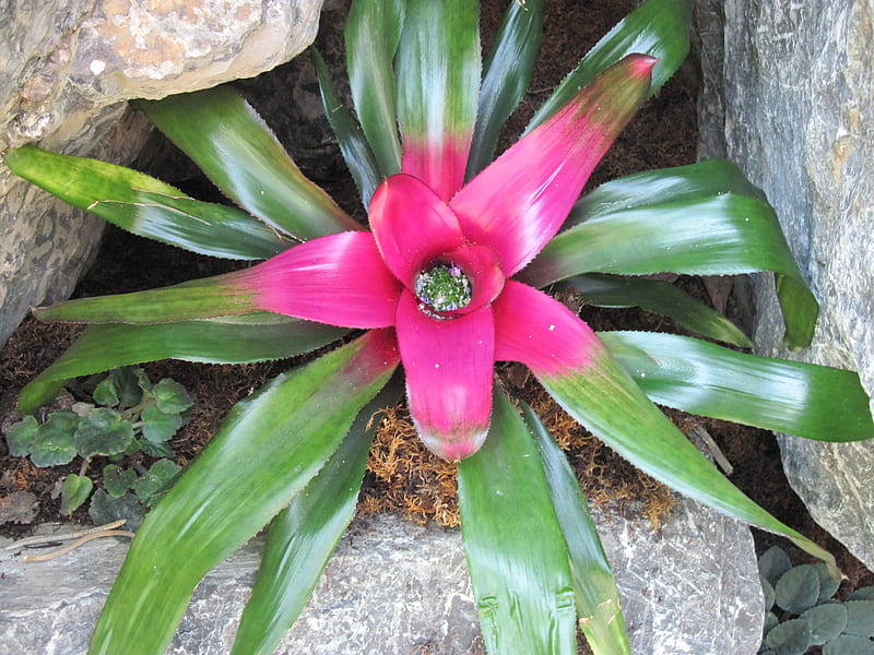 Flowers Blooms at the garden 05, rocks, Bromeliad, graphy, green, Flowers, pink, HD wallpaper