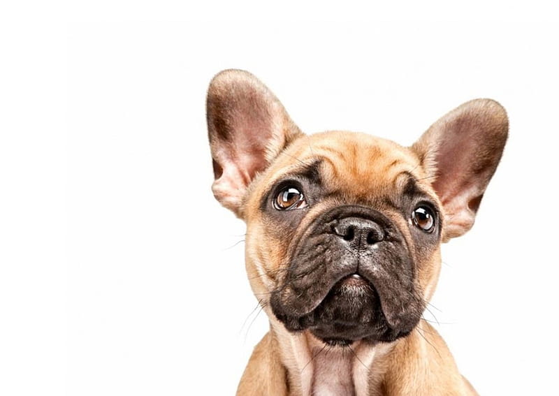 French bulldog, cute, pet, portrait, dog, HD wallpaper