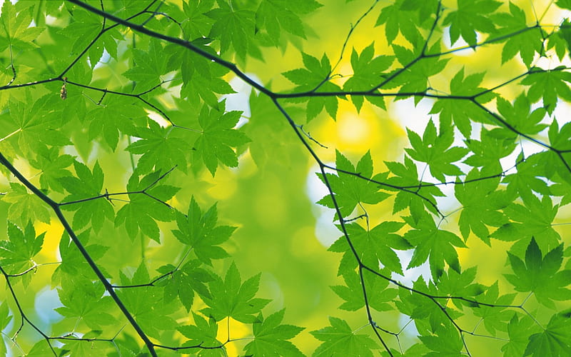 green leaf, doni, downi, green, ferianto, HD wallpaper