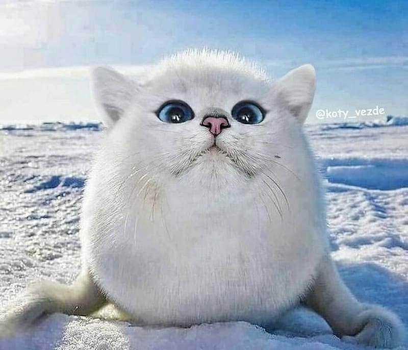 Seal-cat, white, pisici, cute, cat, galina bugaevskaia, seal, blue, winter, fantasy, funny, HD wallpaper