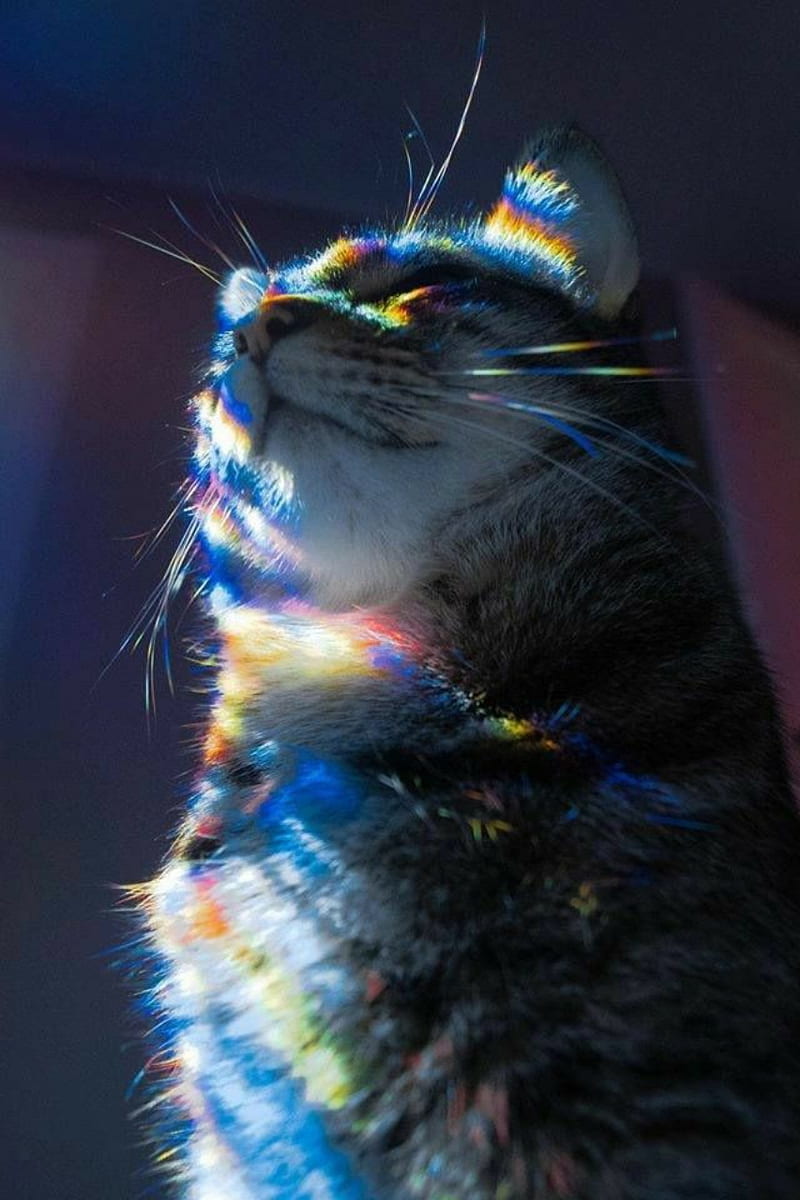 Rainbow cat, cats, kitten, kittens, HD phone wallpaper