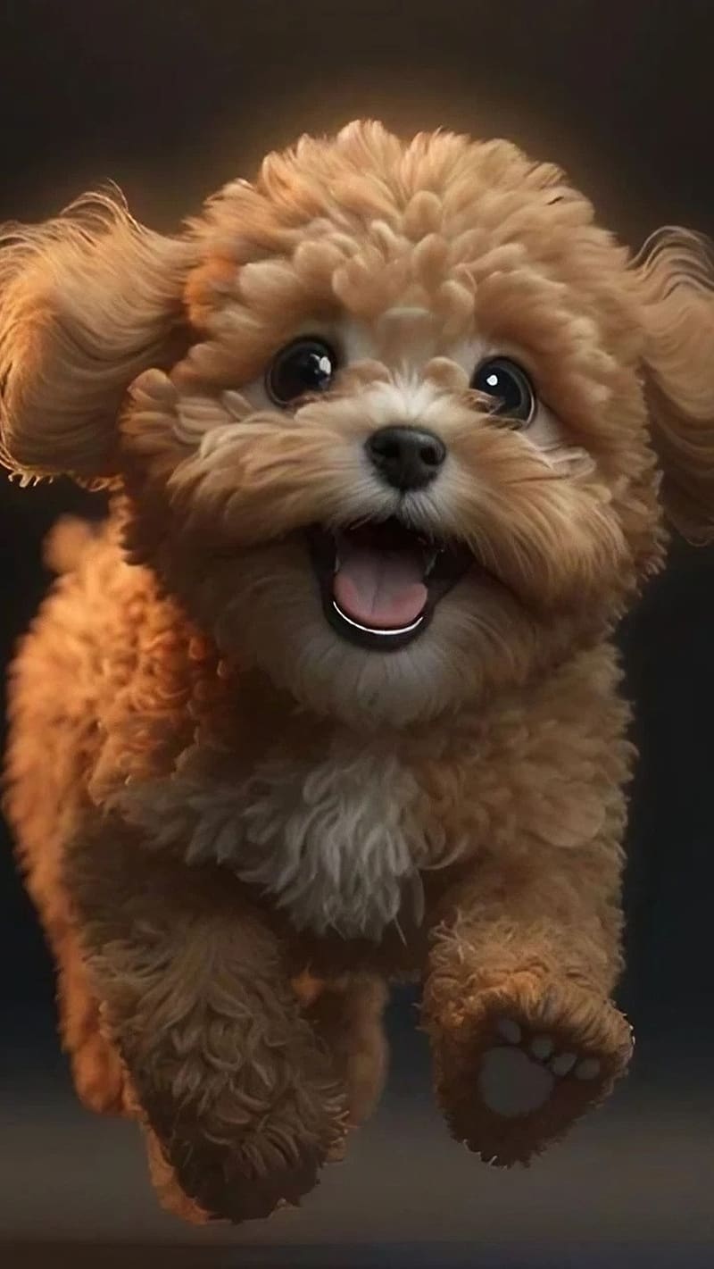 Cute Dog For, Baby Toy Poodle, pet dog, pet animal, HD phone wallpaper
