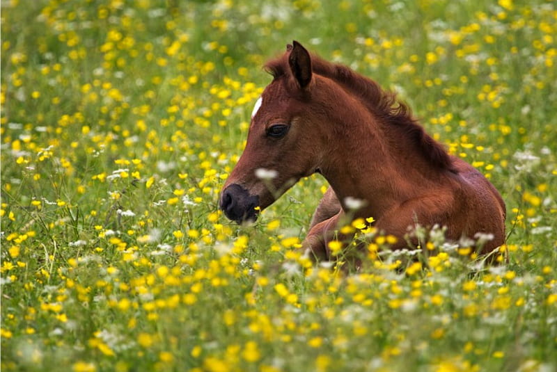 Horse, Flowers, Foal, meadow, HD wallpaper