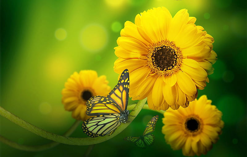 Yellow flowers, Yellow, Flowers, background, Butterfly, Gerbera, HD wallpaper