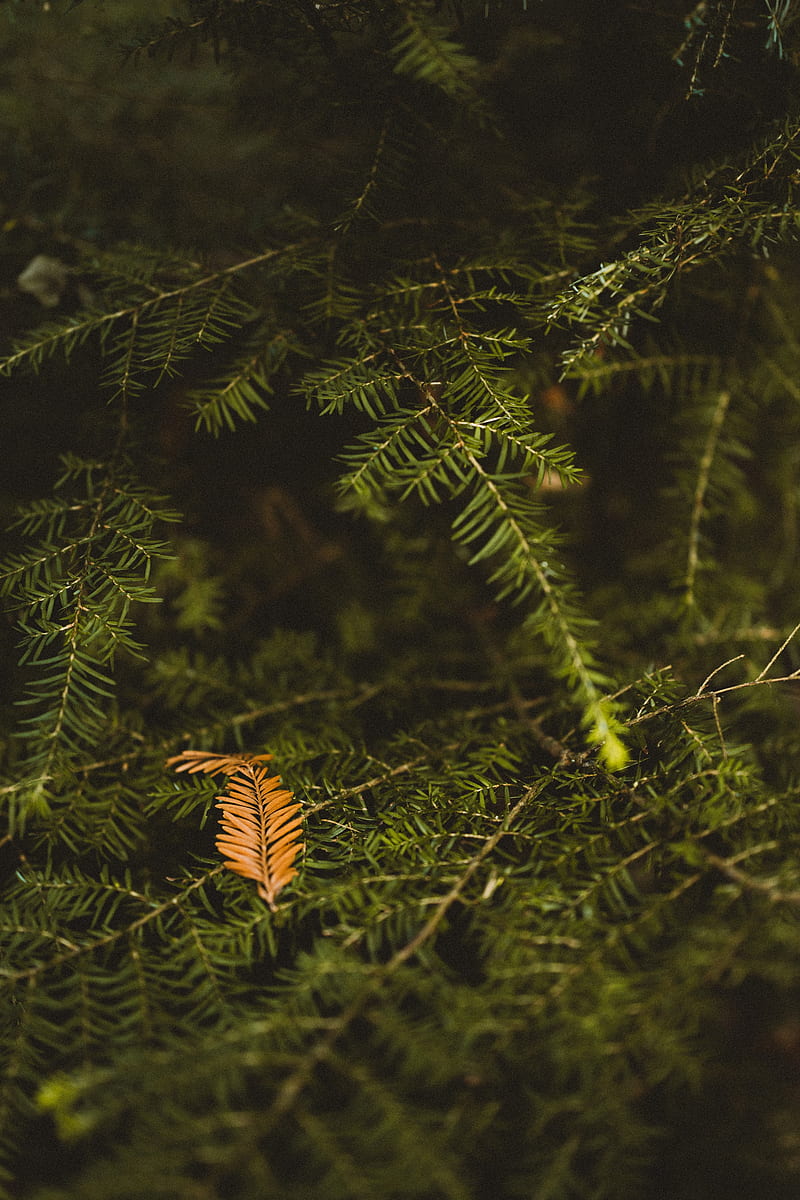 branch, needles, tree, green, macro, HD phone wallpaper