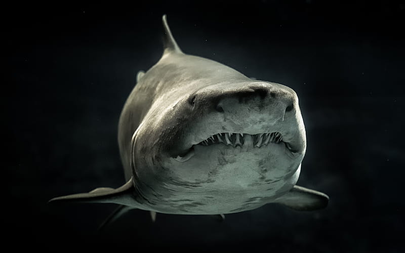 Great white shark, wildlife, close-up, predators, underwater world, shark, Carcharodon carcharias, HD wallpaper