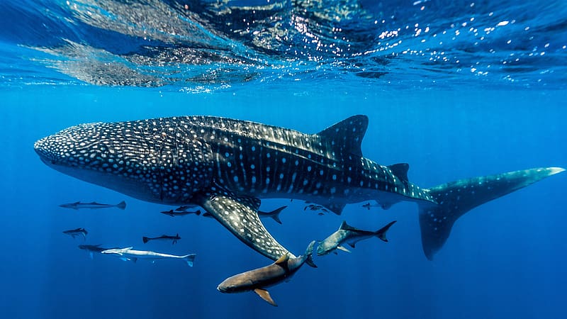 Whale shark Ningaloo Reef Western Australia Bing, HD wallpaper