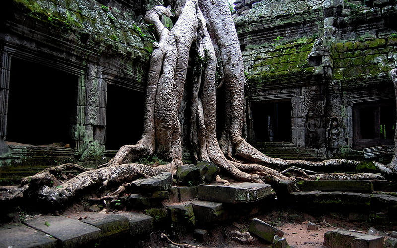 Man Made, Ruin, Nature, Ta Prohm Temple, Tree, HD wallpaper