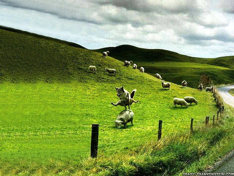 Play Time!, hills, fence, grass, jumping, play, sheeps, sheep, humor, grazing, funny, wolf, leapfrog, road, landscape, HD wallpaper