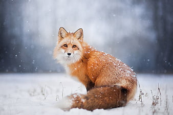 red fox in snow wallpaper clipart