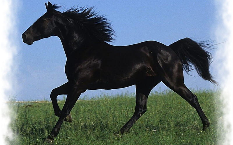 Black Trotting Horse 2 equine, black, horse, animal, graphy, wide screen, pasture, trot, HD wallpaper
