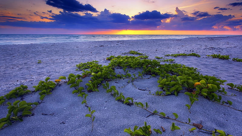 vegetation on lavender beach, beach, vegetation, sunset, lavender, clouds, sea, HD wallpaper