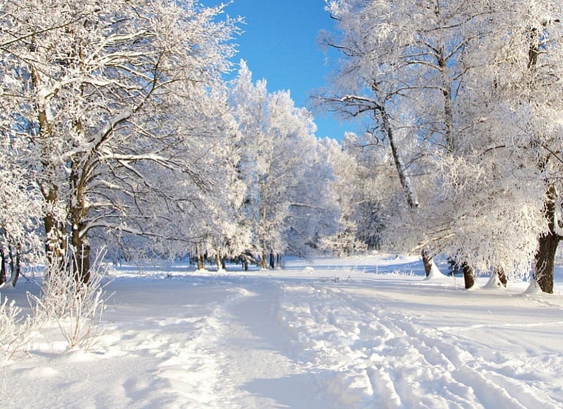 Winter Time, White, Tree, Snow, Winter, HD wallpaper | Peakpx