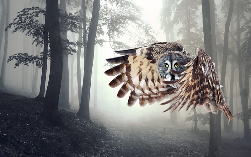 *** Owl in fly ***, zwierzeta, sowa, lot, ptaki, HD wallpaper