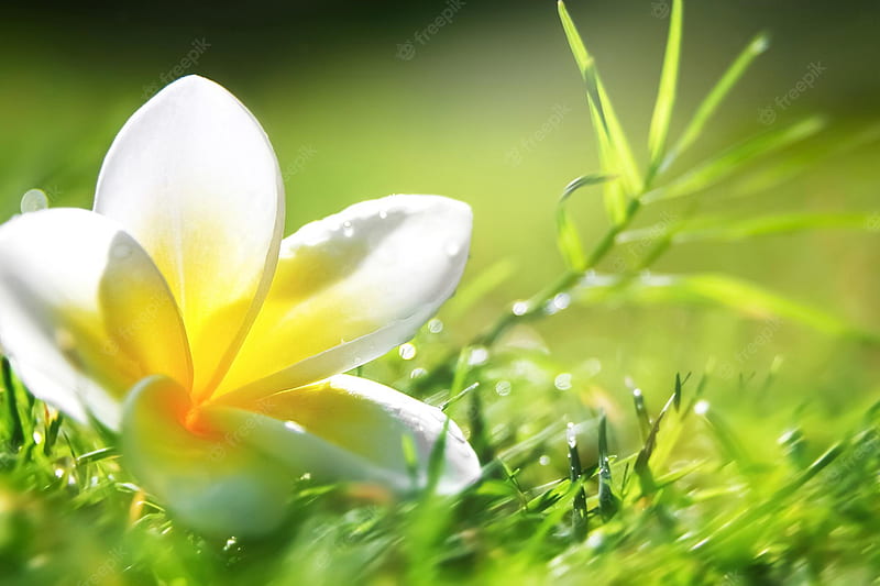 Premium . Beautiful white flowers on a background of green grass in drops of water, HD wallpaper