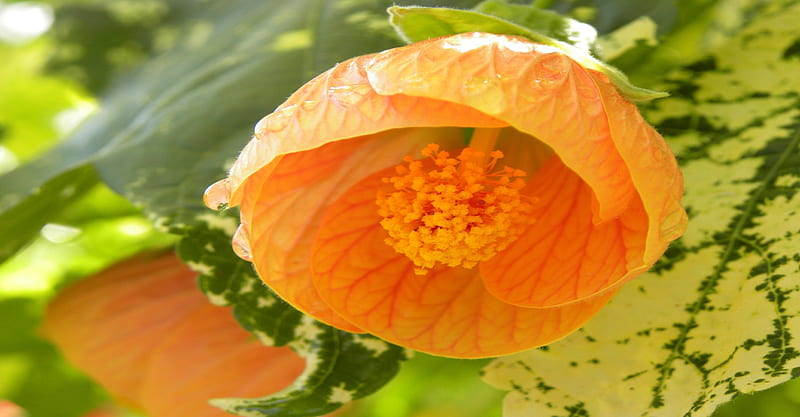 Orange Bell Shaped Flower, shaped, leaves, green, orange, flower, nature, petals, bell, HD wallpaper