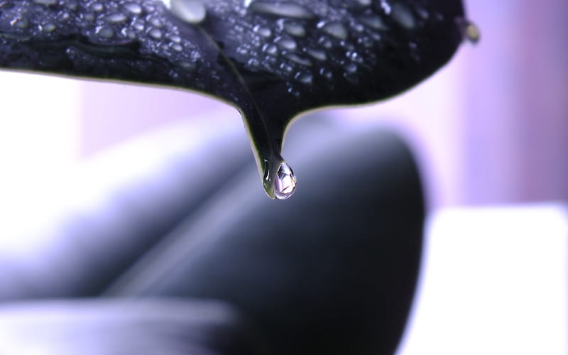 teardrops-Macro graphy Series, HD wallpaper