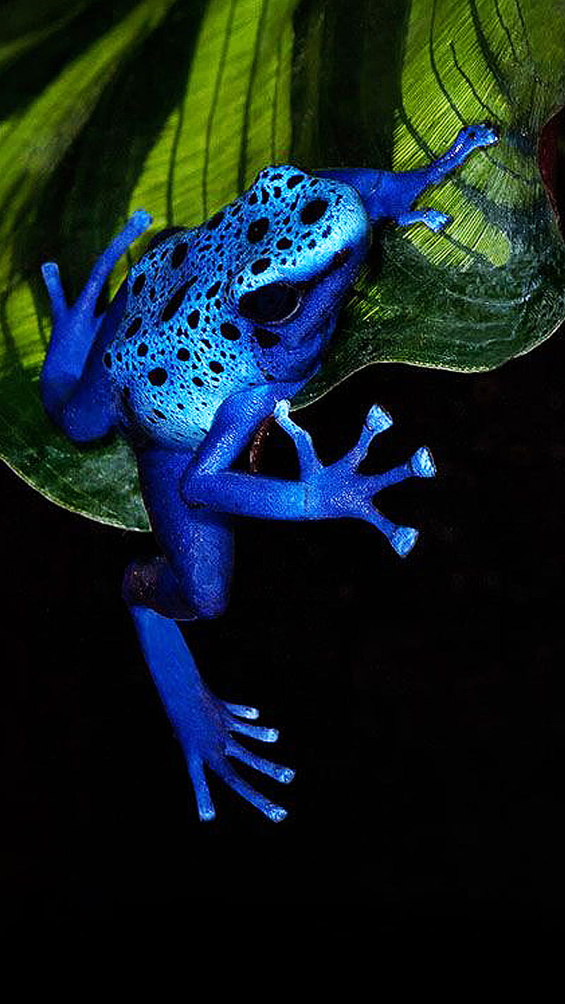 Poison blue darts, poisonous, frogs, blue dart, leaf, HD wallpaper | Peakpx