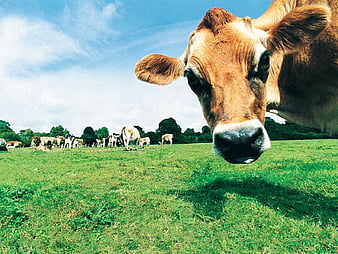 Tag Funny Farm Animals and [] for your, Mobile & Tablet. Explore Funny Farm Animals. Funny, Funny For, HD wallpaper