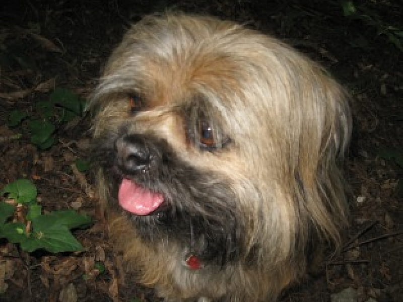Lhasa Apso dog, head only, tongue out, leaf litter, green leaves bottom l.h. corner, blond, leaf litter, protruding tongue, long hair, head small dog, HD wallpaper