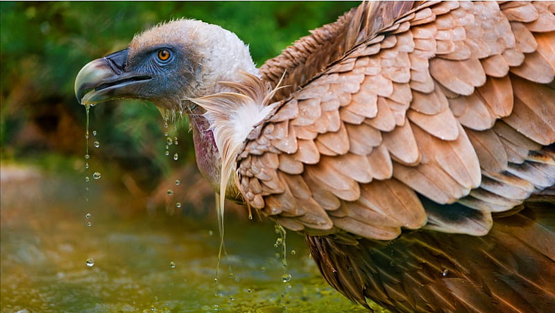 Vulture Drinking Water, HD wallpaper