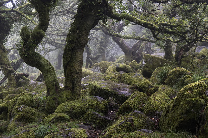 Earth, Forest, Fog, Moss, Stone, Tree, HD wallpaper