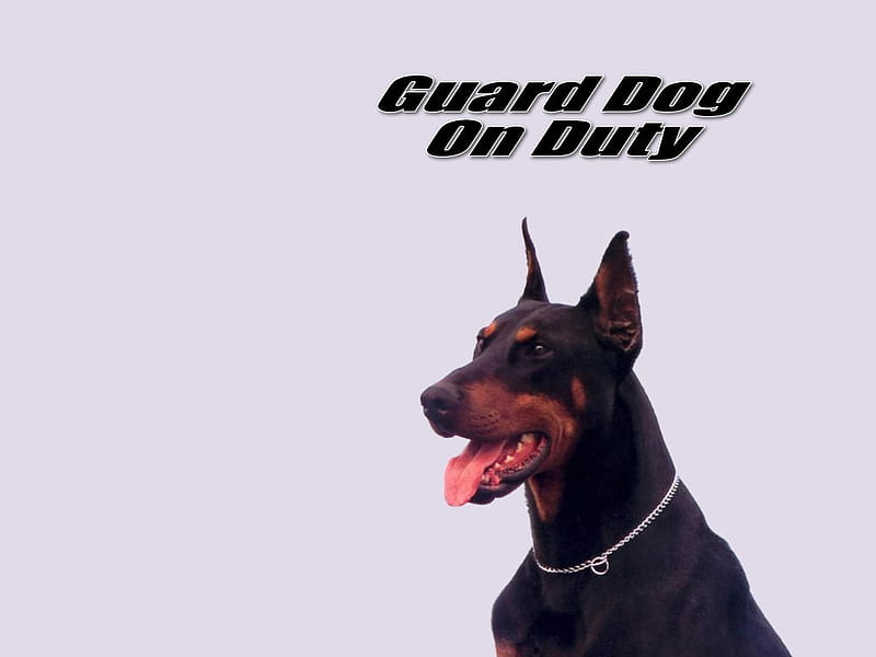 Guard Dog, cute, cachorro, animals, puppy, dog, HD wallpaper