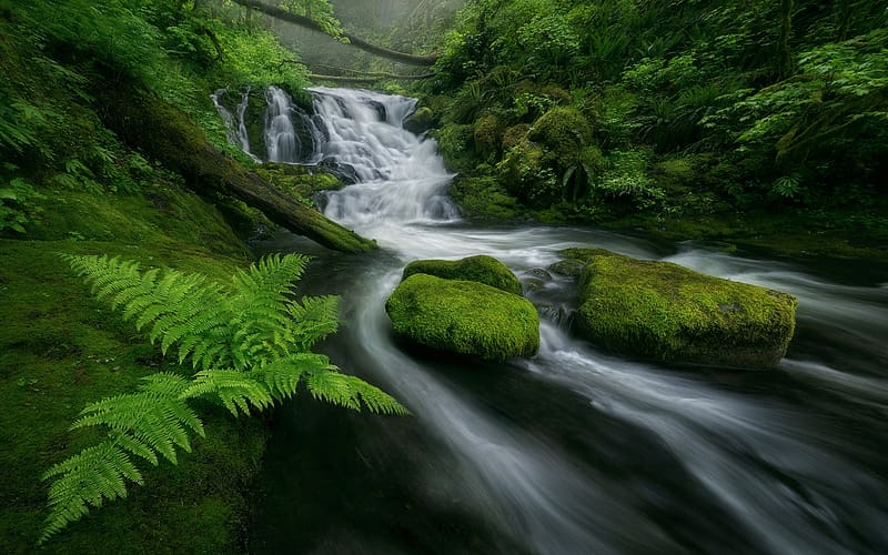 Waterfalls, Waterfall, Fern, Forest, , Moss, Stream, Greenery, HD wallpaper
