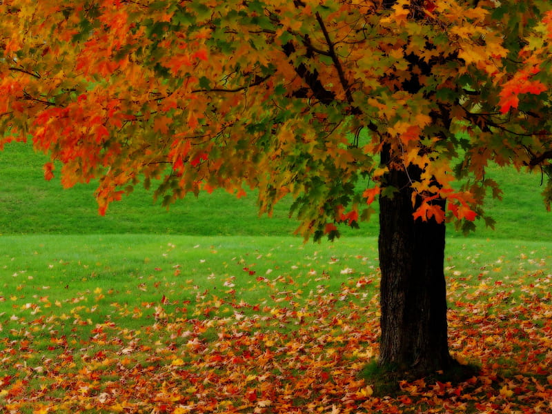 Autumn Tree, toamna, ingalbenesc, ruginiu, copacii, HD wallpaper | Peakpx