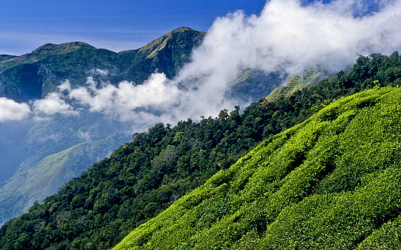 tea plantation, India, hills, mountains, summer, HD wallpaper