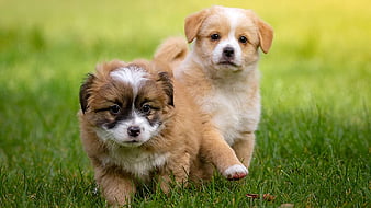 can two brown dogs make a black puppy