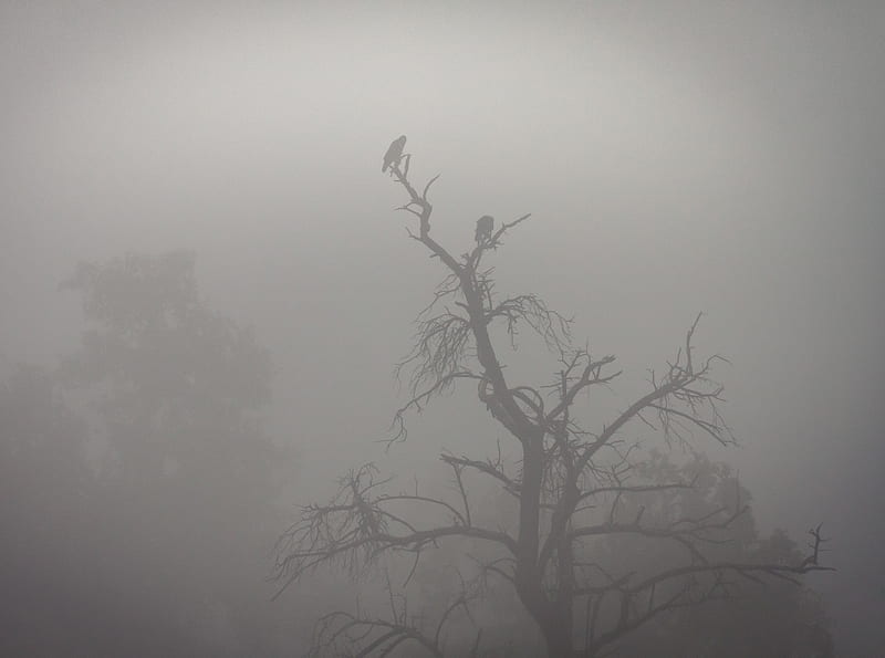 Crows, Tree, Fog Ultra, Holidays, Halloween, dark, Sitting, Morning, Scene, Tree, Mist, Foggy, Resting, Birds, Perched, Scary, Spooky, Branches, Mysterious, gloomy, blackandwhite, crows, HD wallpaper