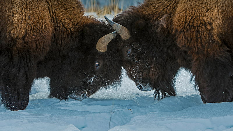Animal, American Bison, HD wallpaper