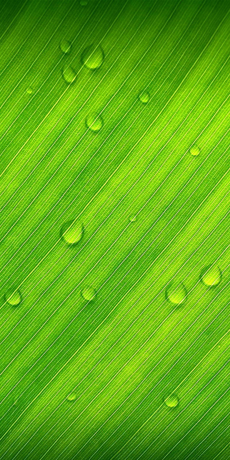 Banana, leaf, nature, HD phone wallpaper