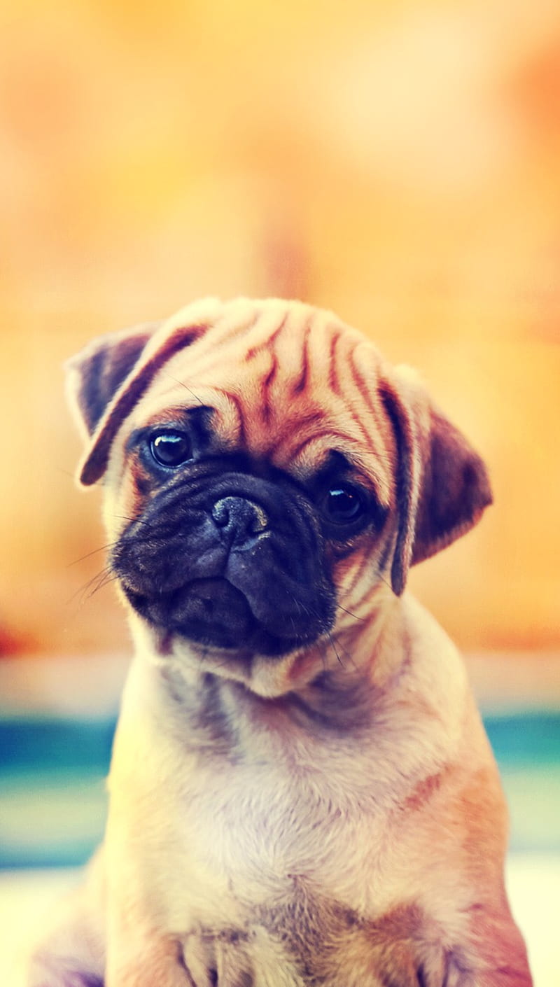 Pug, animal, cool, cute, dog, friend, nice, perfect, pet, HD phone wallpaper