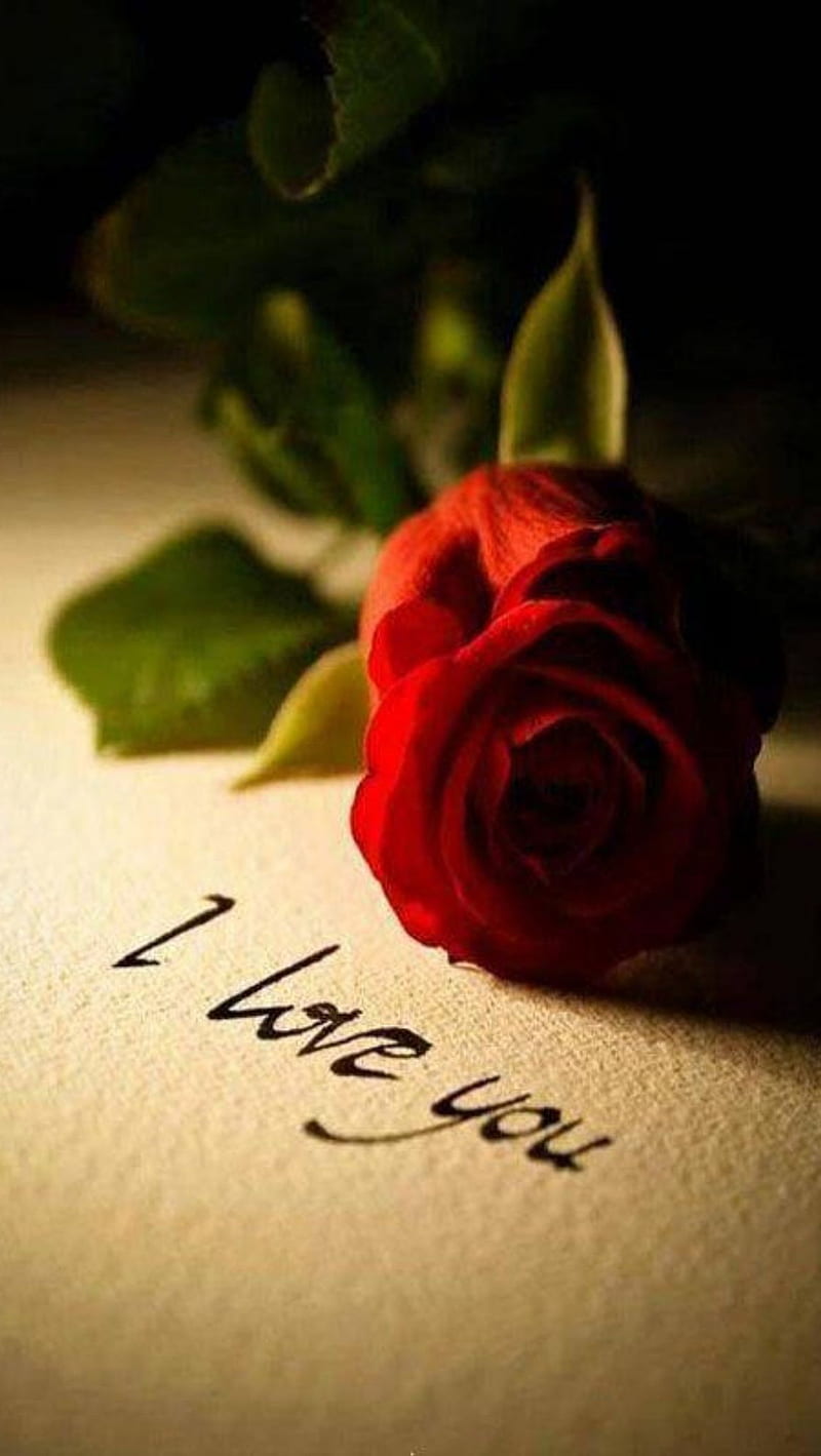 red rose i love you wallpaper