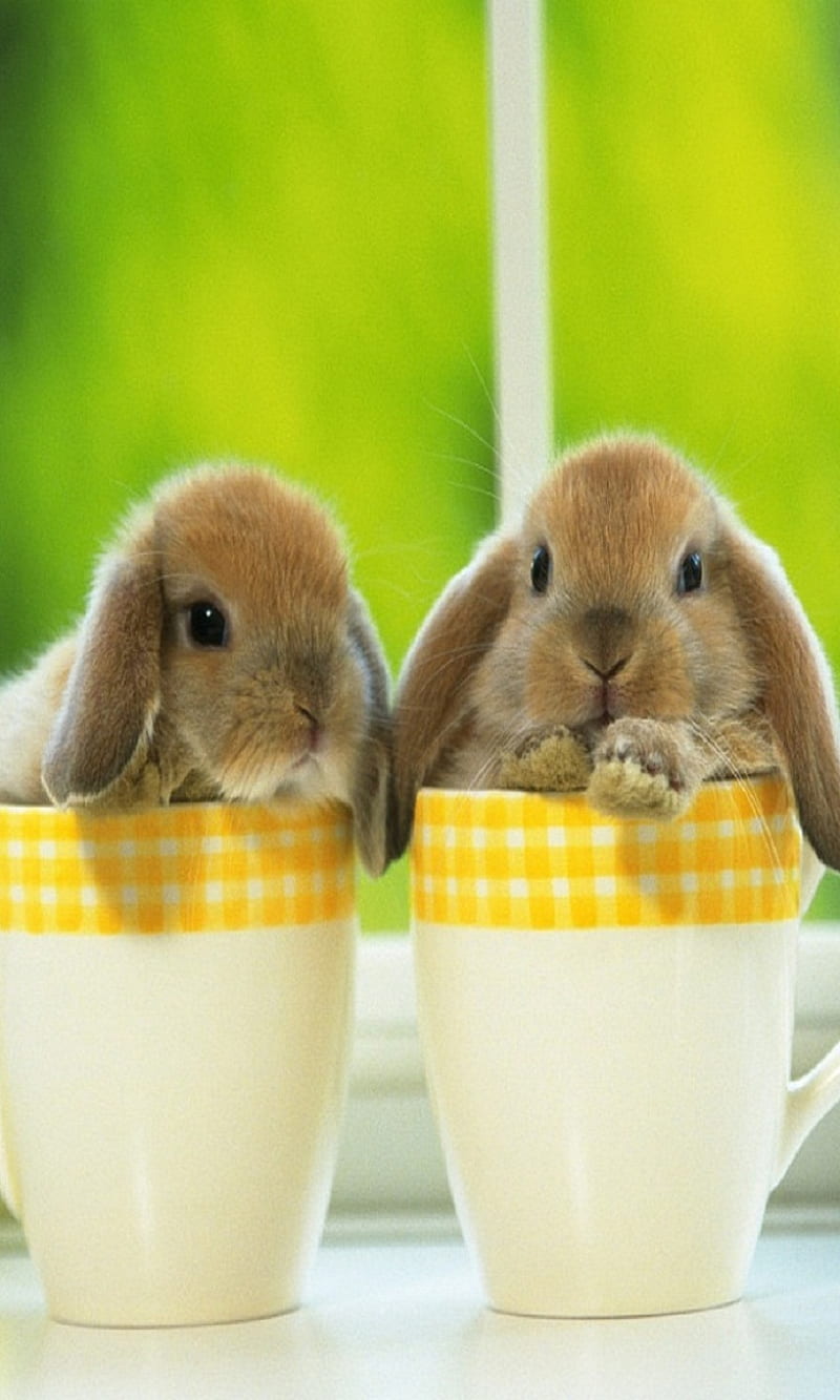 Cute Bunny, bunny, coffee, cup, cute, good morning, rabbit, tea, HD phone wallpaper
