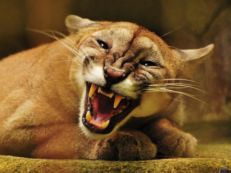 Puma feline, cats, puma, angry, HD wallpaper | Peakpx